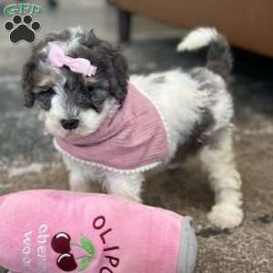 Kessie, Mini Bernedoodle Puppy
